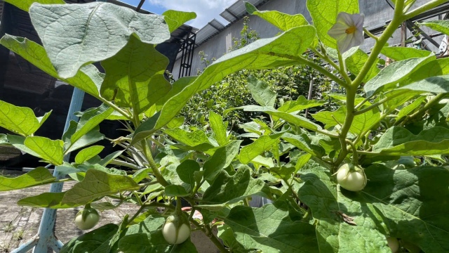 Biogas – giải pháp kép cho môi trường và kinh tế nông hộ