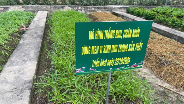 Men vi sinh bản địa mở hướng đi mới cho chăn nuôi bền vững